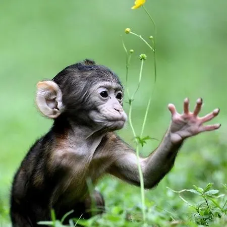 Aux Deux Hirondelles Houssen